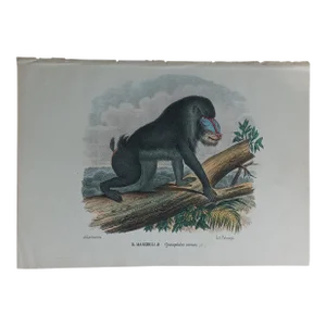 Antique Monkey Hand Colored Lithograph, Large Size, Italy, 1868