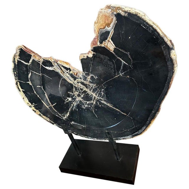 Wood Andrianna Shamaris High Quality Petrified Wood Sculpture or Coffee Table For Sale - Image 7 of 18