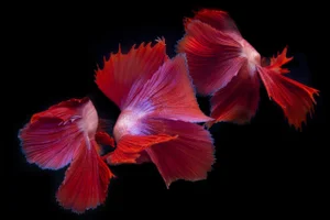 "Betta Collage 44" Contemporary Color Photograph of Male Betta Fish