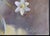 Valery Bayda, Anemones, 2025, Oil on Cardboard For Sale - Image 3 of 5