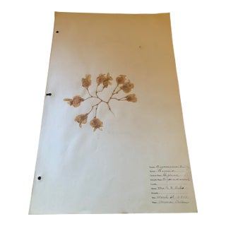 Authentic Vintage Flower Specimen From 1917 For Sale