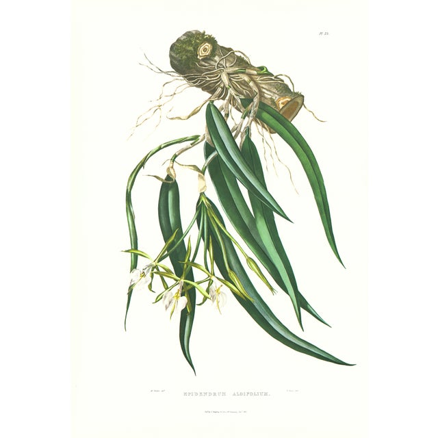 Large 1973 Orchid Flower Lithograph "Epidendrum Aloifolium" (Aloe-Leaved Epidendrum) After James Bateman For Sale