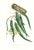 Large 1973 Orchid Flower Lithograph "Epidendrum Aloifolium" (Aloe-Leaved Epidendrum) After James Bateman For Sale