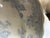 Mid 19th Century Asiatic Pheasant Platter For Sale - Image 9 of 14