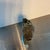 Late 20th Century Rare Hand Carved Owl Sculpture by Tendai Chipiri For Sale In Houston - Image 6 of 8