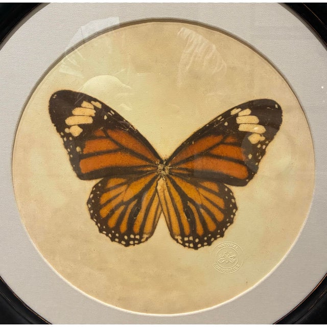 An elegant framed butterfly artwork by Natural Curiosities, featuring a beautifully detailed orange monarch butterfly...