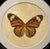 An elegant framed butterfly artwork by Natural Curiosities, featuring a beautifully detailed orange monarch butterfly...