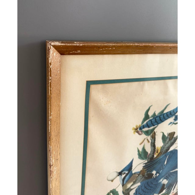 Pair of Vintage Framed Bird Illustration Lithographs by John James Audubon For Sale - Image 17 of 17