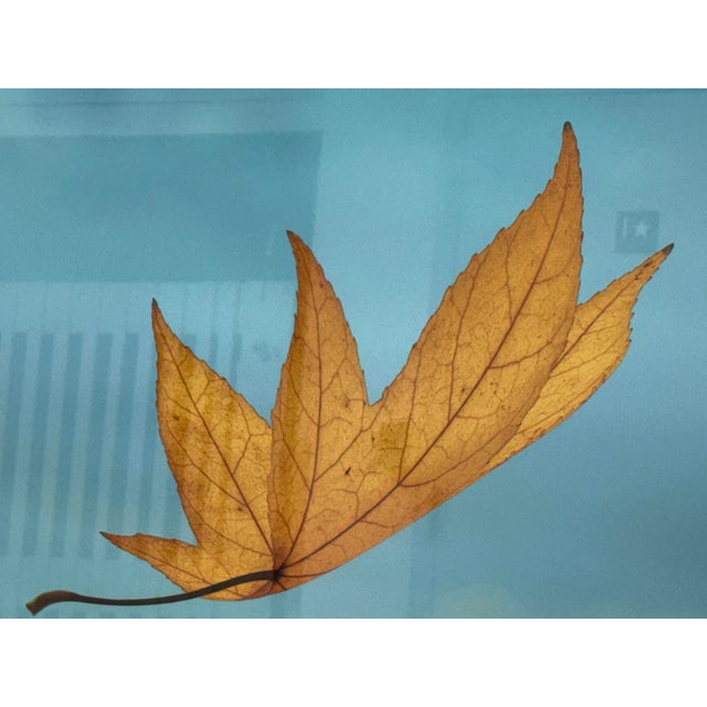 2010s Thom Filicia for Soicher Marin Leaves in Motion Print, Framed For Sale - Image 5 of 12
