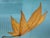 2010s Thom Filicia for Soicher Marin Leaves in Motion Print, Framed For Sale - Image 5 of 12