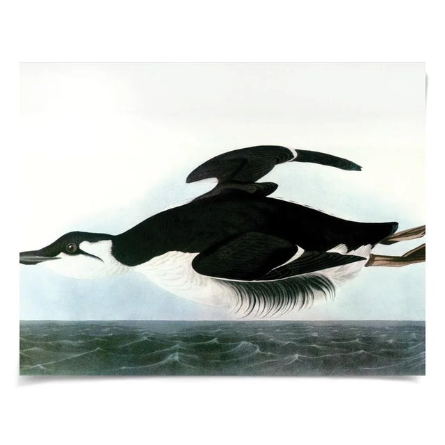 Contemporary Audubon 13, Unframed Artwork For Sale - Image 3 of 3