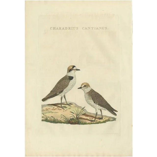 Sepp, Houttuyn & Nozeman, The Kentish Plover, 1829, Print For Sale