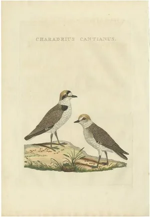 Sepp, Houttuyn & Nozeman, The Kentish Plover, 1829, Print