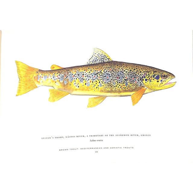 "Trout of the World" 2003 Prosek, James For Sale In New York - Image 6 of 9
