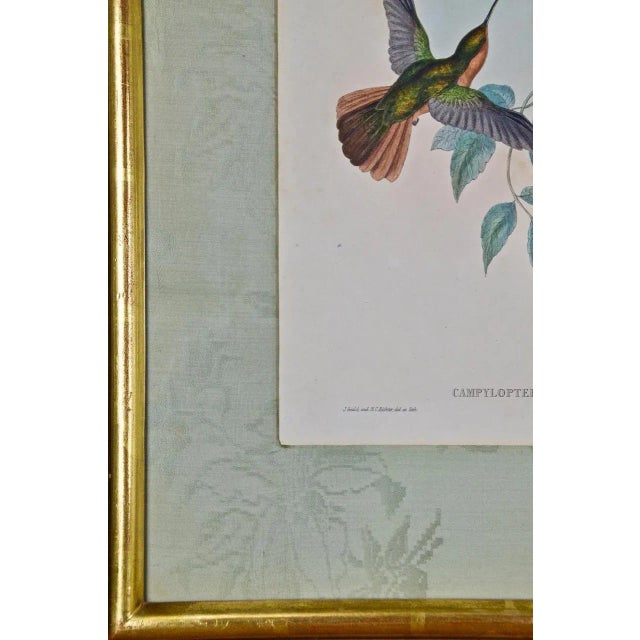 Printmaking Materials Hummingbirds: Framed Gould Antique Hand-Colored "Rufous-Breasted Sabrewing", 1850 For Sale - Image 7 of 7