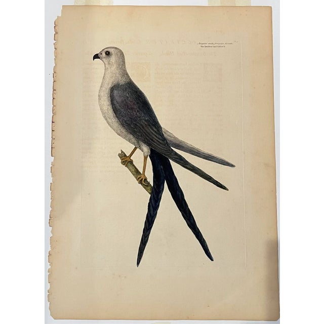 English Antique Mark Catesby Swallow Tail Hawk Print, Unframed For Sale - Image 3 of 3