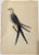 English Antique Mark Catesby Swallow Tail Hawk Print, Unframed For Sale - Image 3 of 3