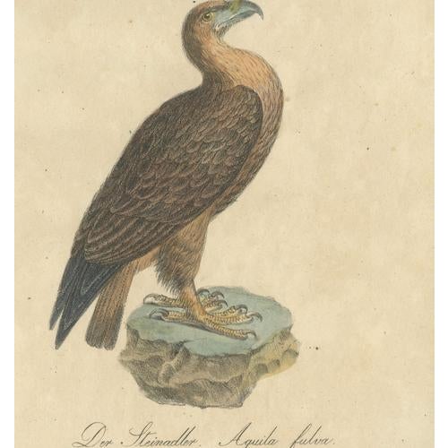 Early 19th Century Karl Joseph Brodtmann, Birds of Prey, 1816, Lithograph For Sale - Image 5 of 9