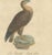 Early 19th Century Karl Joseph Brodtmann, Birds of Prey, 1816, Lithograph For Sale - Image 5 of 9