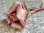 Capodimonte porcelain pink rose handcrafted in Italy. Marked with the crown and "N". For the last 300 years, Capodimonte...