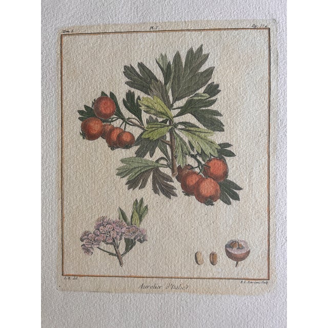 Paper Set of 6 Antique French Botanical Fruit Engravings c.1800-1850 For Sale - Image 7 of 7