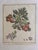 Paper Set of 6 Antique French Botanical Fruit Engravings c.1800-1850 For Sale - Image 7 of 7