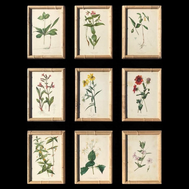 Collectors and designers alike prize Louis Prang’s botanicals as the most beautifully printed in America’s Gilded Age. His...