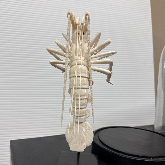 Taxidermy Mantis Shrimp in Case For Sale - Image 4 of 12
