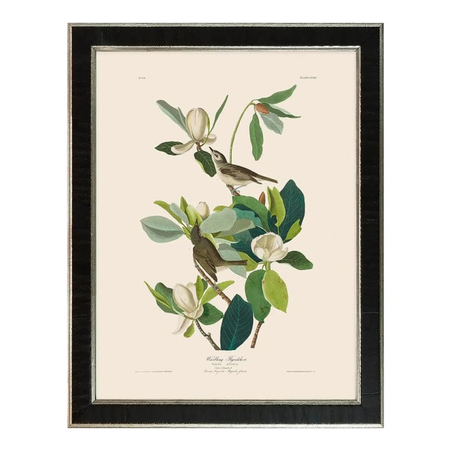 Warbling Flycatcher Duchess Edition, After Audubon Reproduction Print, Framed For Sale
