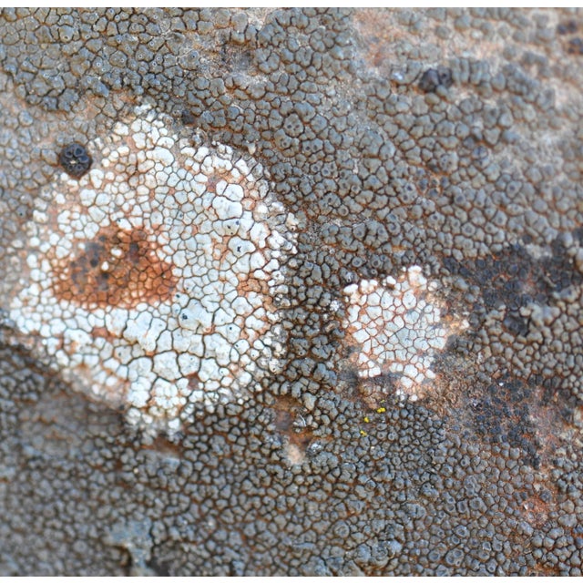 Gaétan Caron "Texture 4: Lichen" Mendocino, Ca Abstract Color Photograph, 2013 For Sale