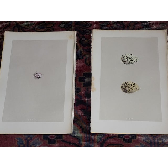 Antique 19th Century Hand Colored Egg Lithographs - Set of 12 For Sale - Image 4 of 9