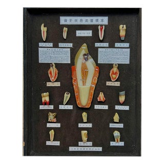 Japanese Dental Teaching Display with Anatomical Models, 1920s For Sale