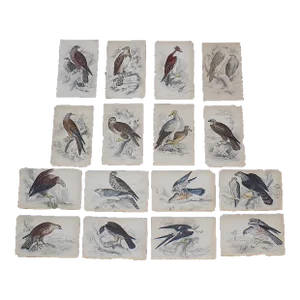 Antique 19th Century Birds of Prey Engravings on Wood - Set of 16