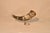 Circa 1920's drinking horn on stand. The horn is decorated with brass metal bands, which have decorative beads in the...
