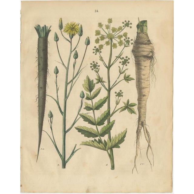 Calwer, Root and Medicinal Plant Botanical Studies, 1852, Prints, Set of 3 For Sale - Image 3 of 10