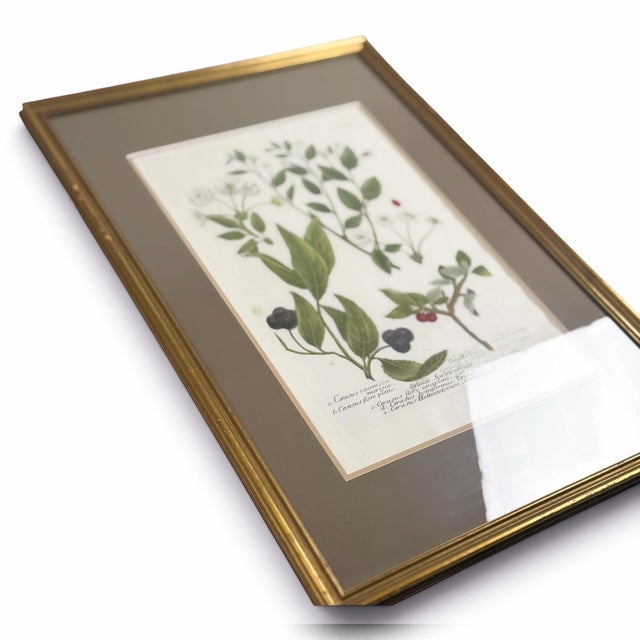 1739 Cherry Blossoms & Fruits Mezzotint | Hand-Colored Johann Weinmann Botanical Print For Sale In Columbus - Image 6 of 9