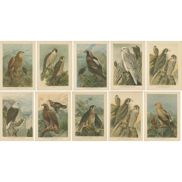 Birds of Prey, Eagles & Falcons, 1890s, Chromolithographs, Set of 10 For Sale - Image 12 of 13