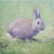 Sean Wu Original Oil Portrait of Hare For Sale