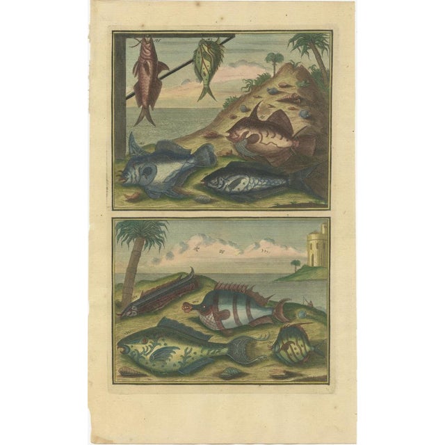 François Valentyn, Fishes and Crustaceans, 1726, Set of 8 For Sale - Image 6 of 10