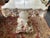 20th Century Shell Encrusted Table For Sale In New York - Image 6 of 15