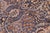 Shabby Chic 1990's Pak-Persian Blue/Beige Wool Rug - 6'2'' X 8'8'' For Sale In New York - Image 6 of 9