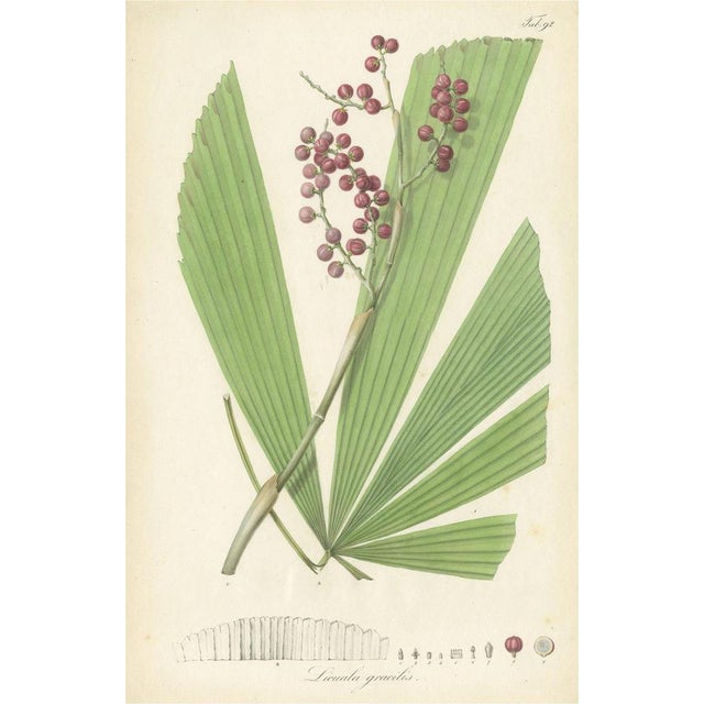 Blume, Botany Illustration of Licuala Gracilis, a Fan Palm, 1836, Print For Sale