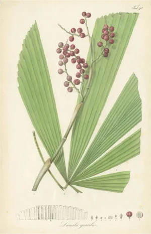 Blume, Botany Illustration of Licuala Gracilis, a Fan Palm, 1836, Print