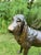 Life-Size Bronze Bloodhound Garden Statue from Christian Maas For Sale - Image 6 of 18