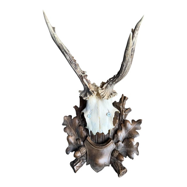 Roe Deer Trophy 59 Black Forest Antlers For Sale