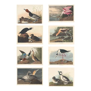 Collection of 4 Vintage 1966 John James Audubon Double-Sided Waterbird Prints For Sale
