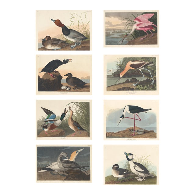 Collection of 4 Vintage 1966 John James Audubon Double-Sided Waterbird Prints For Sale