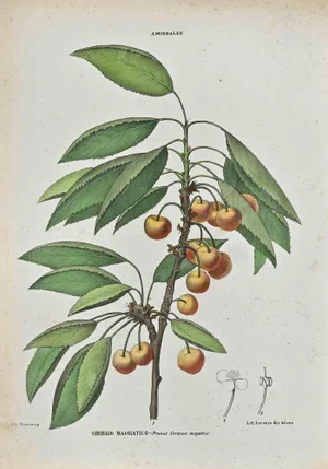Vincenzo Tenore, The Amiddaleas, Lithograph, 1870s
