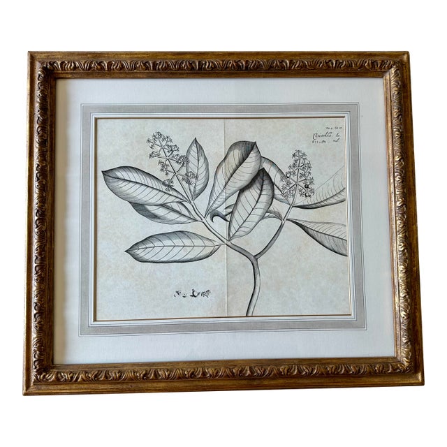 Dennis & Leen Botanical Print With Gilded Frame – DL-Art 36 For Sale