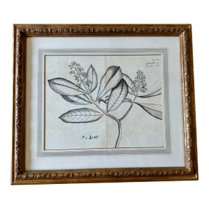 Dennis & Leen Botanical Print With Gilded Frame – DL-Art 36